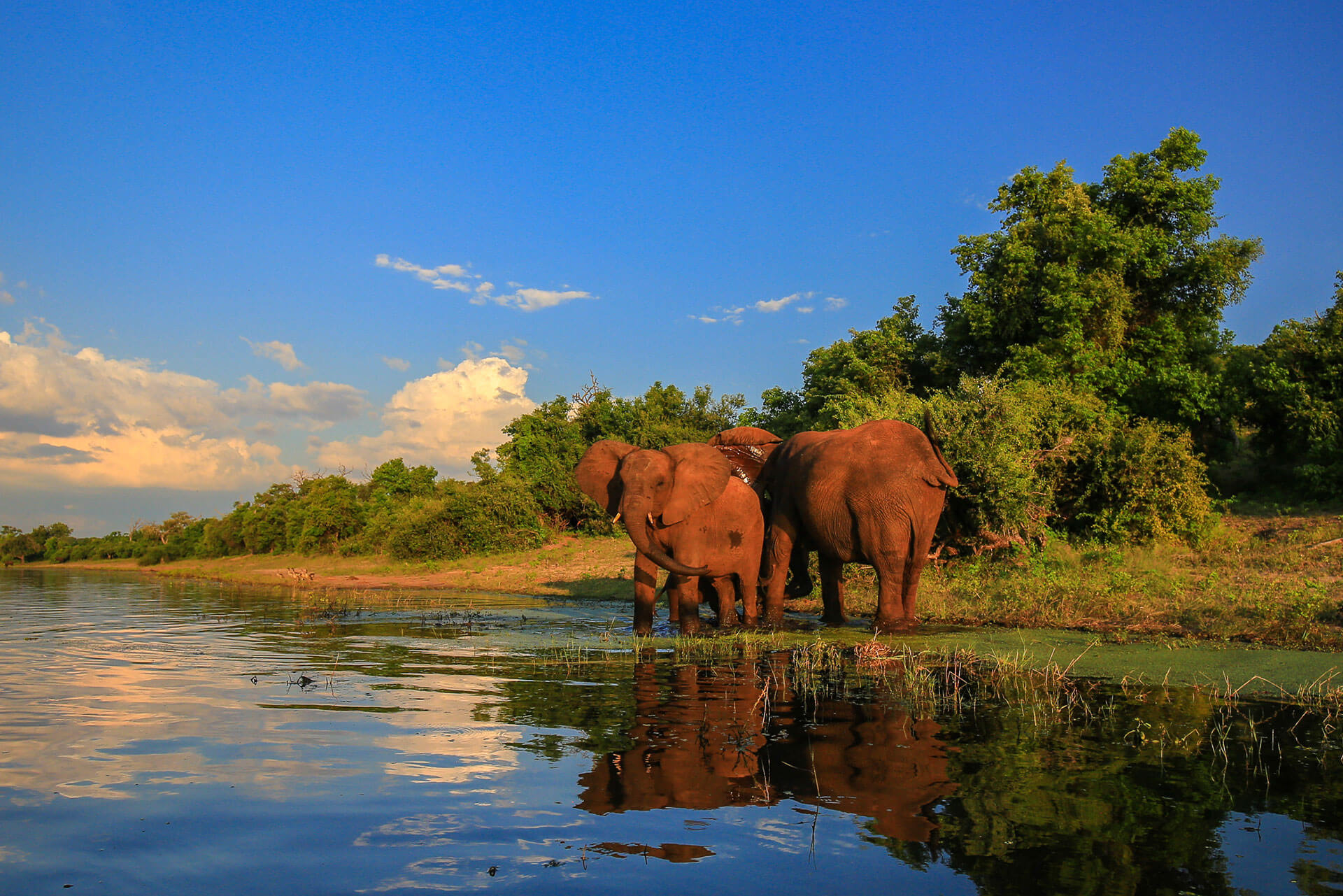 International Property, elephants