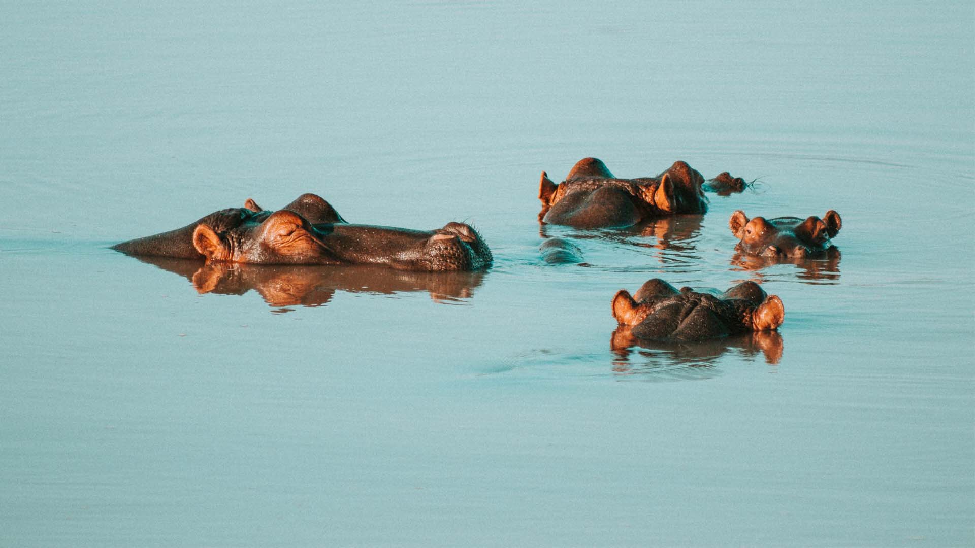 Income protection, hippos